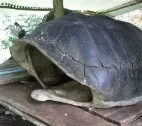 caparazón de tortuga